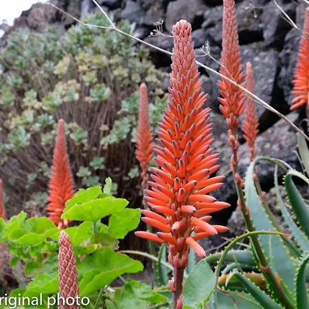 Tenerife Lizards - Duplex In The First Line Casa de Férias *
