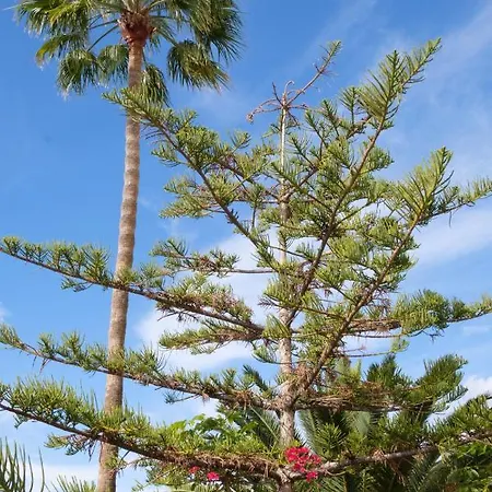 Tenerife Lizards - Duplex In The First Line Hébergement de vacances