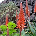 Tenerife Lizards - Duplex In The First Line Dom wakacyjny *